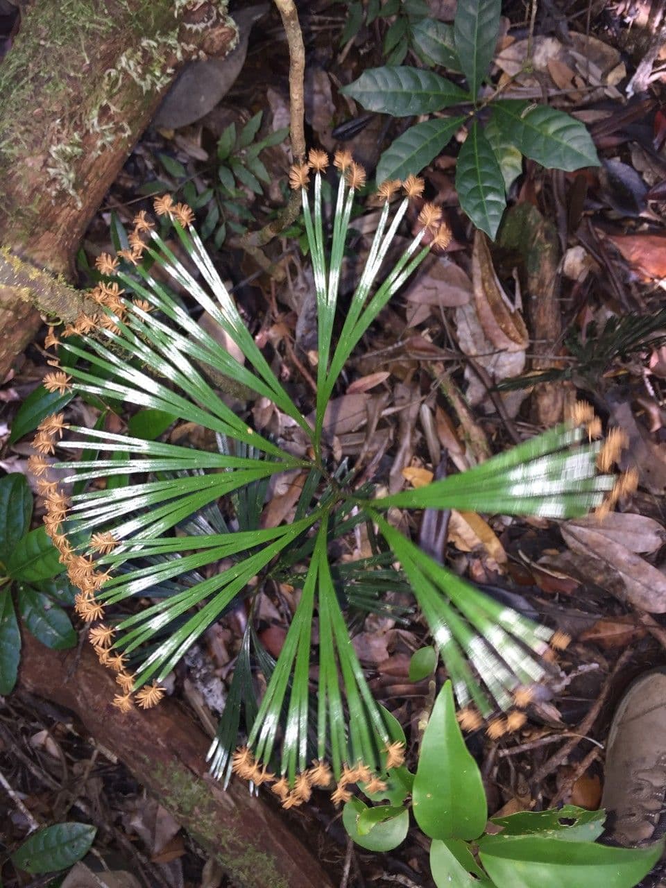 Schizaea 4
