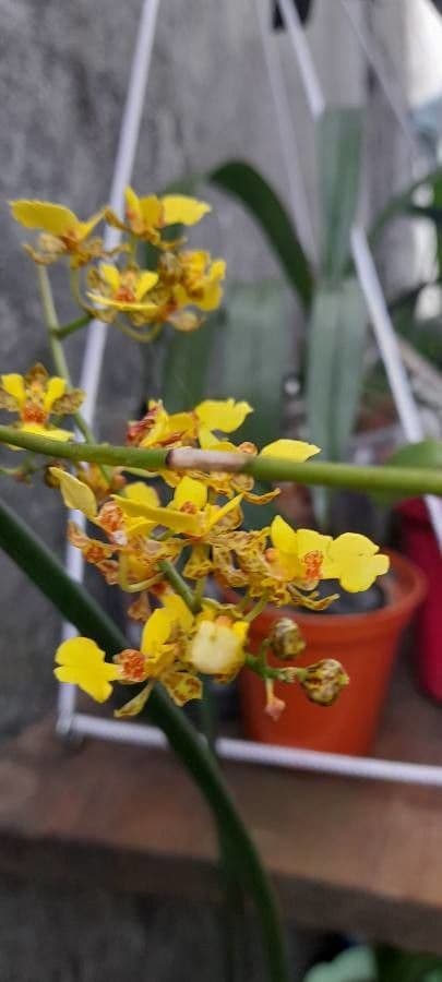 Trichocentrum cebolleta 3