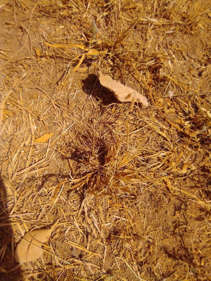 Microchloa 12