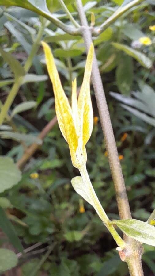 Ayahuasca 12