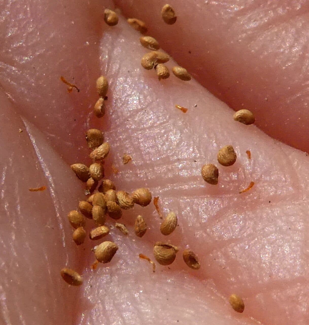 Cinquefoglie argentea