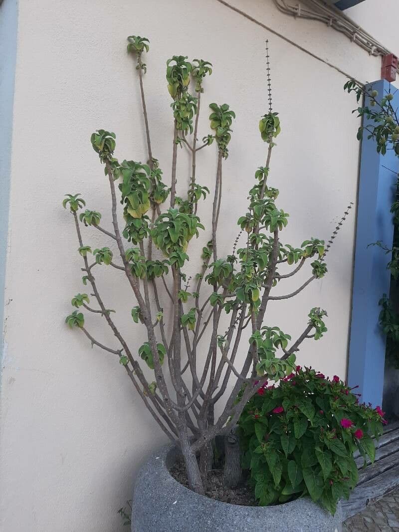 Coleus barbato 11