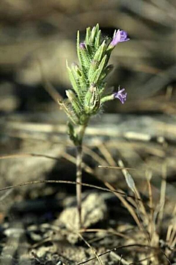 Ziziphora sottile