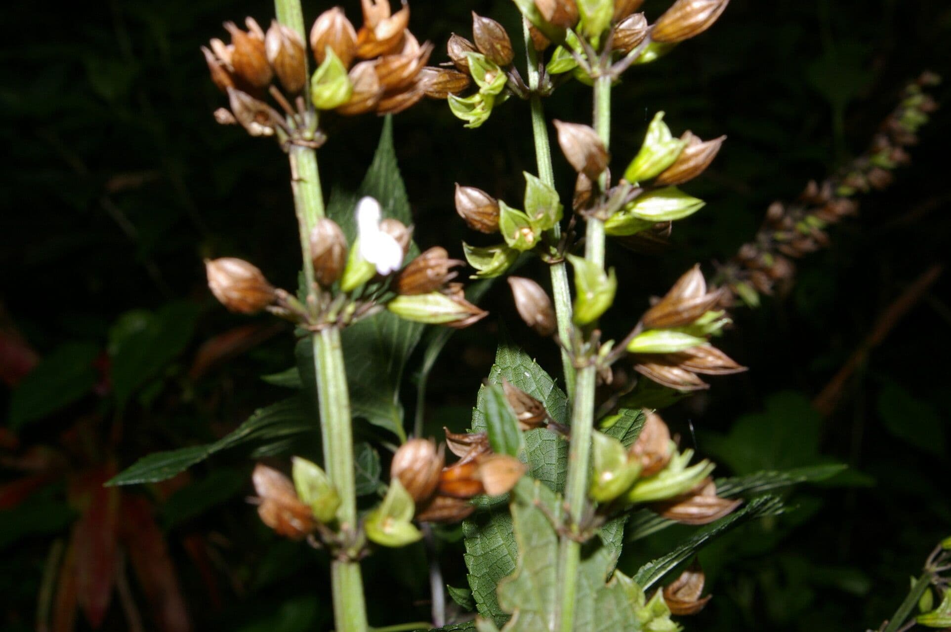 Salvia 3