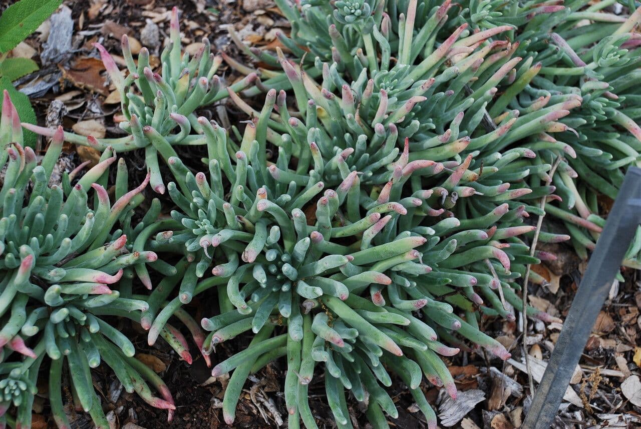 Dudleya verde 11