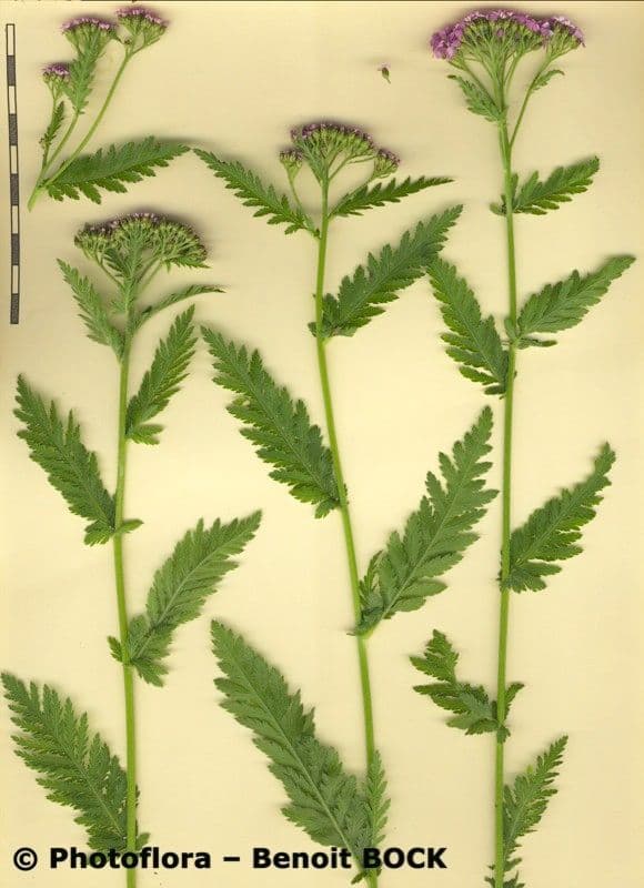 Tanserkraut 21