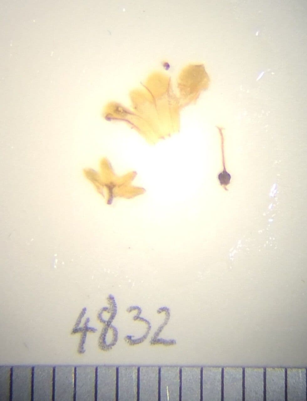 Premna brodata 3