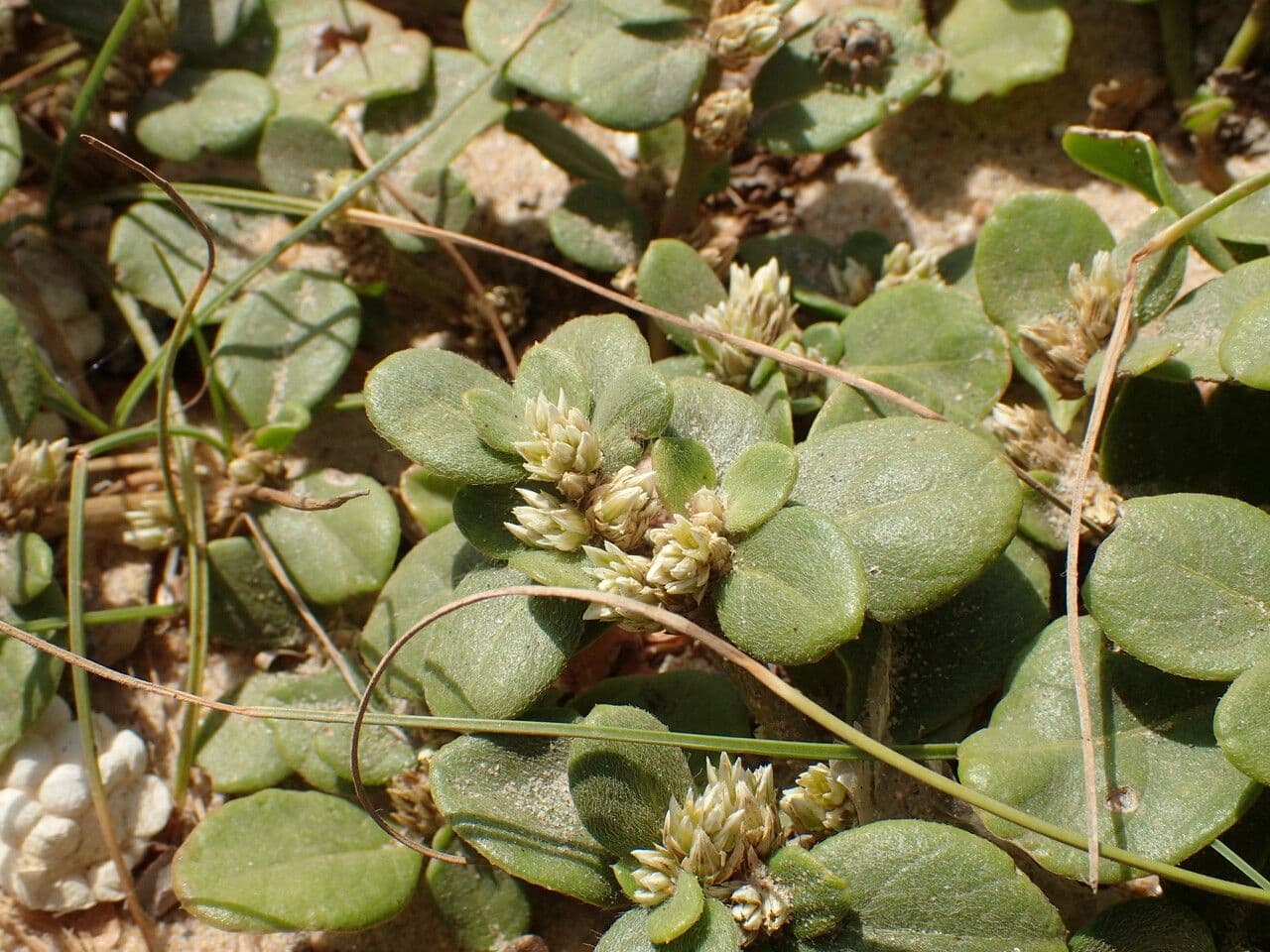 Alternanthera 10