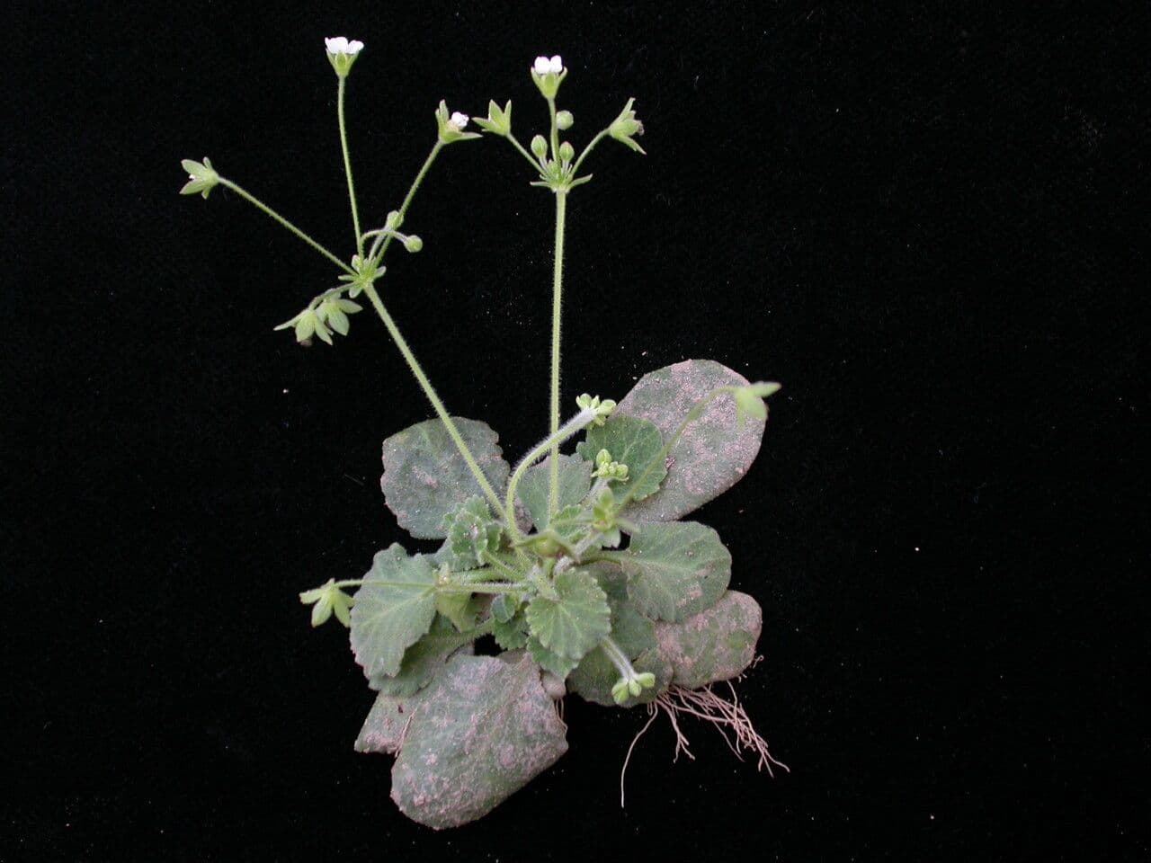 Androsace umbellata 7