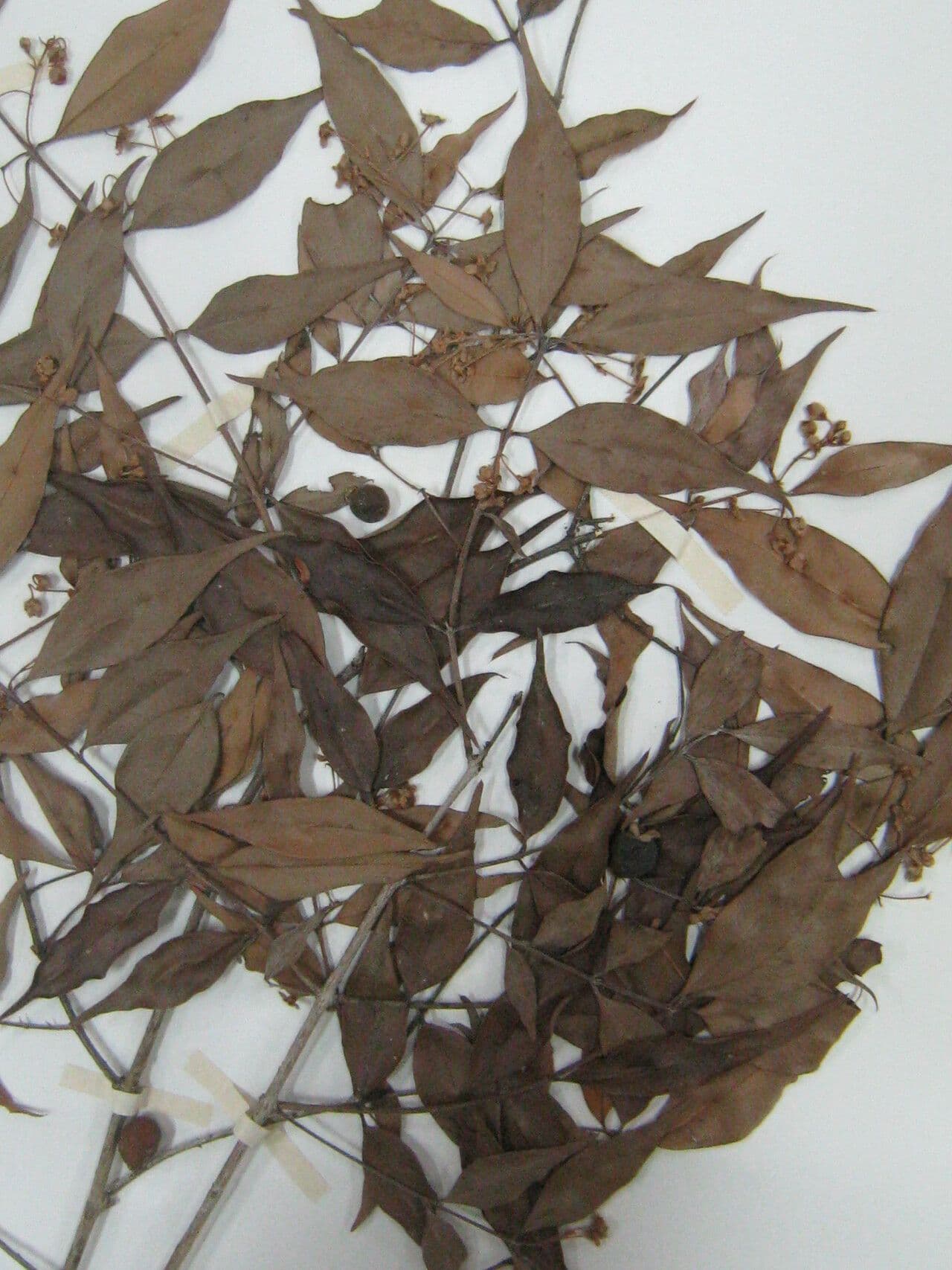 Eugenia biflora 9