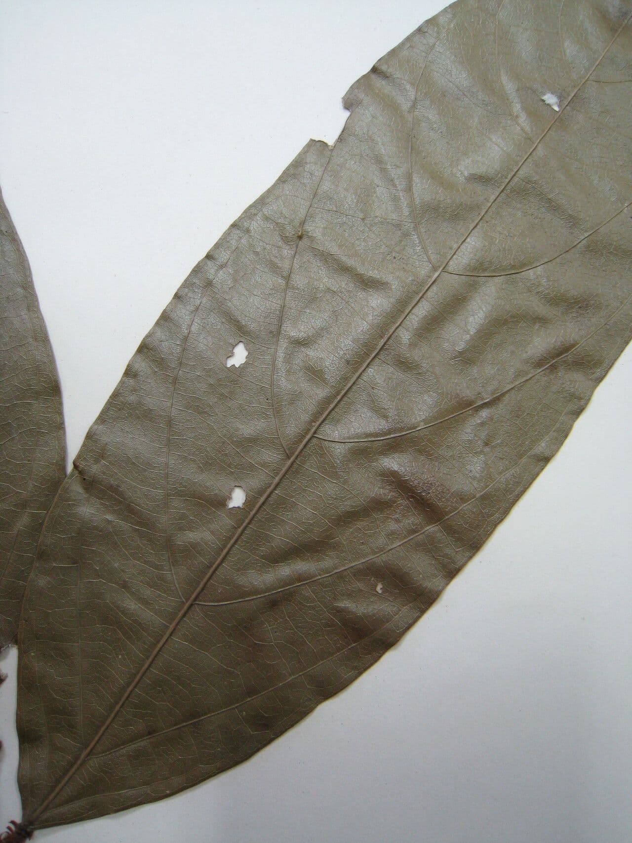 Ampelocera edentula 6