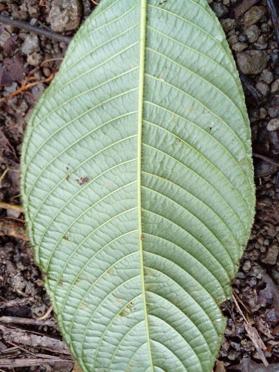 Psychotria 14