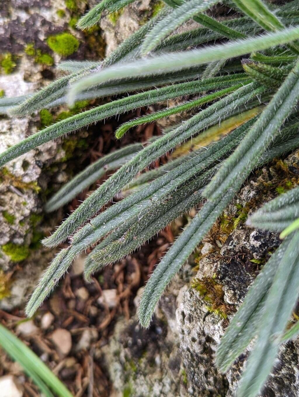 Onosma 5