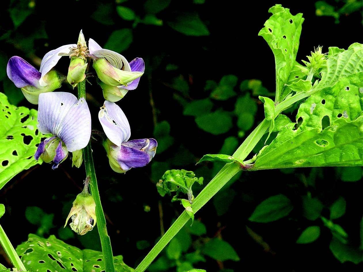 Crotalaria verrucosa 11