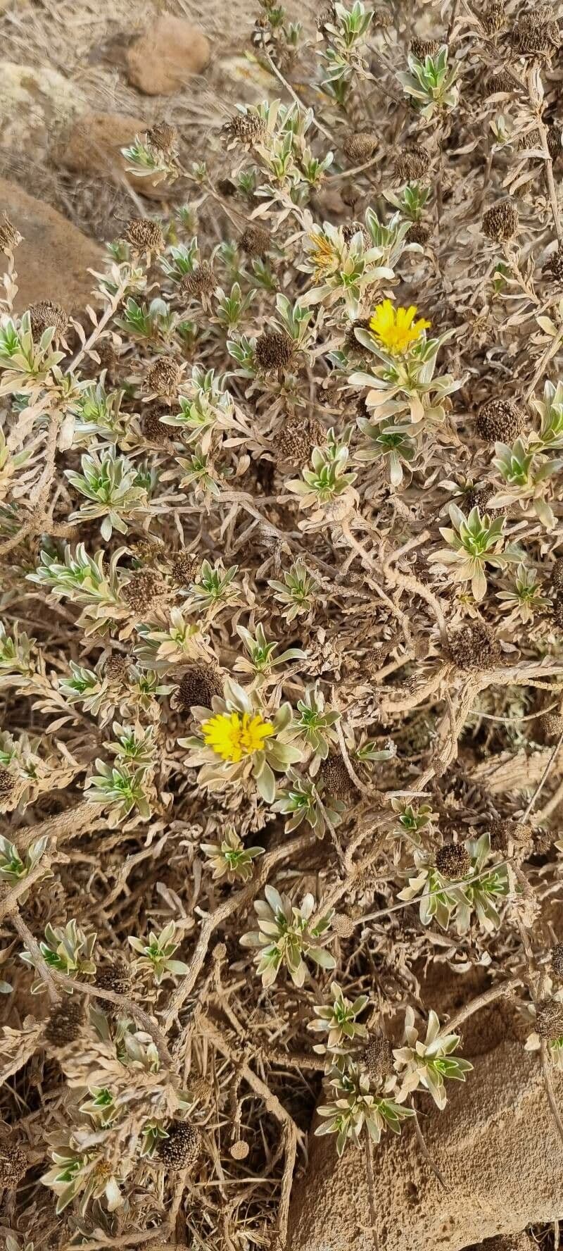 Asteriscus 2