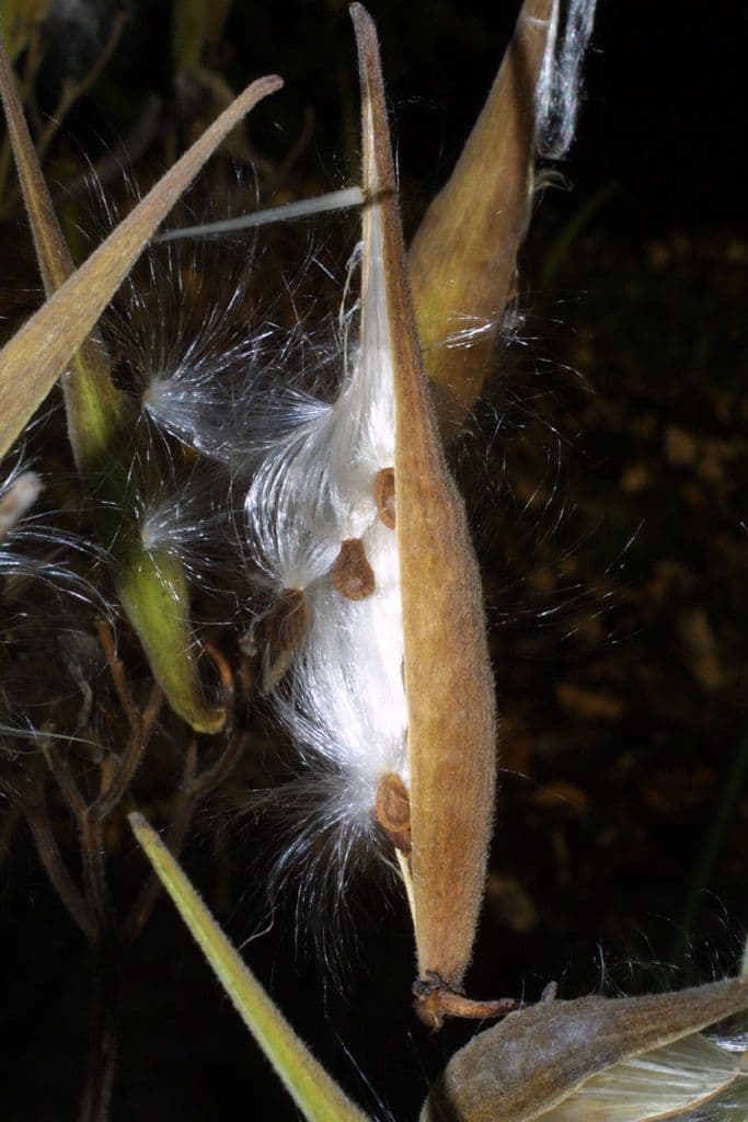 Asclepiade tuberosa