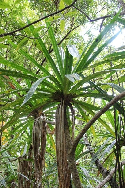 Pandanus pourpre 7