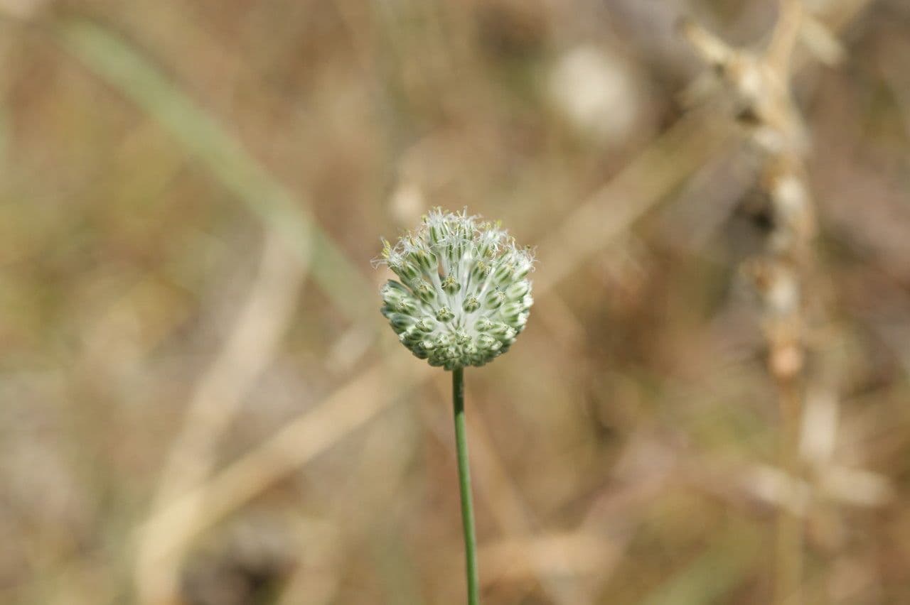 Aglio