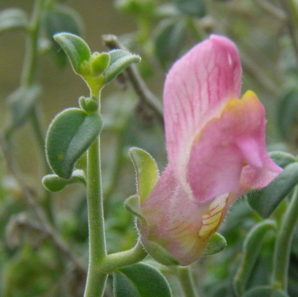 Antirrhinum 5