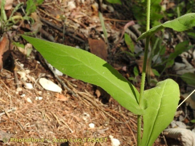 Hieracium 7