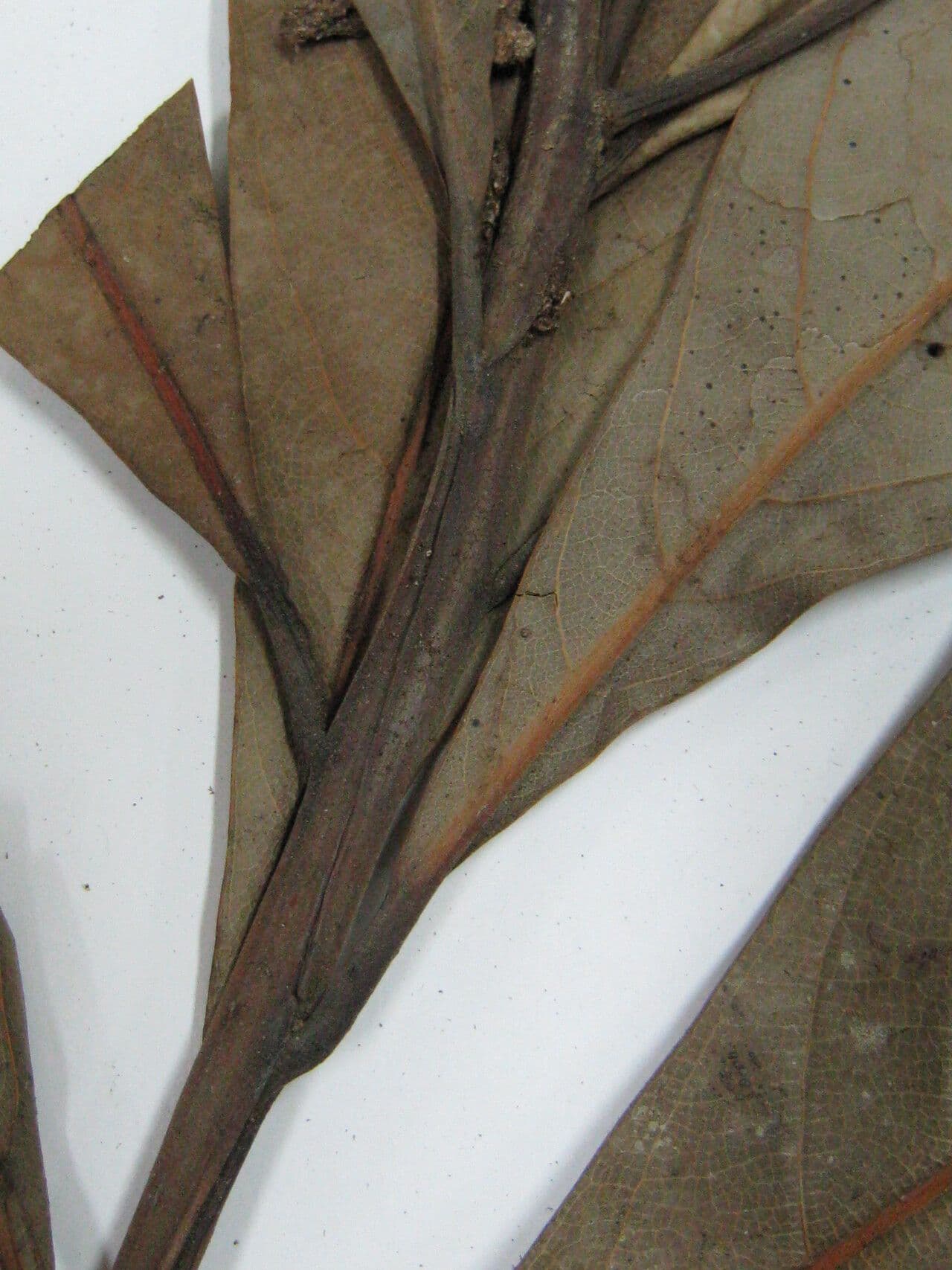Ocotea 16
