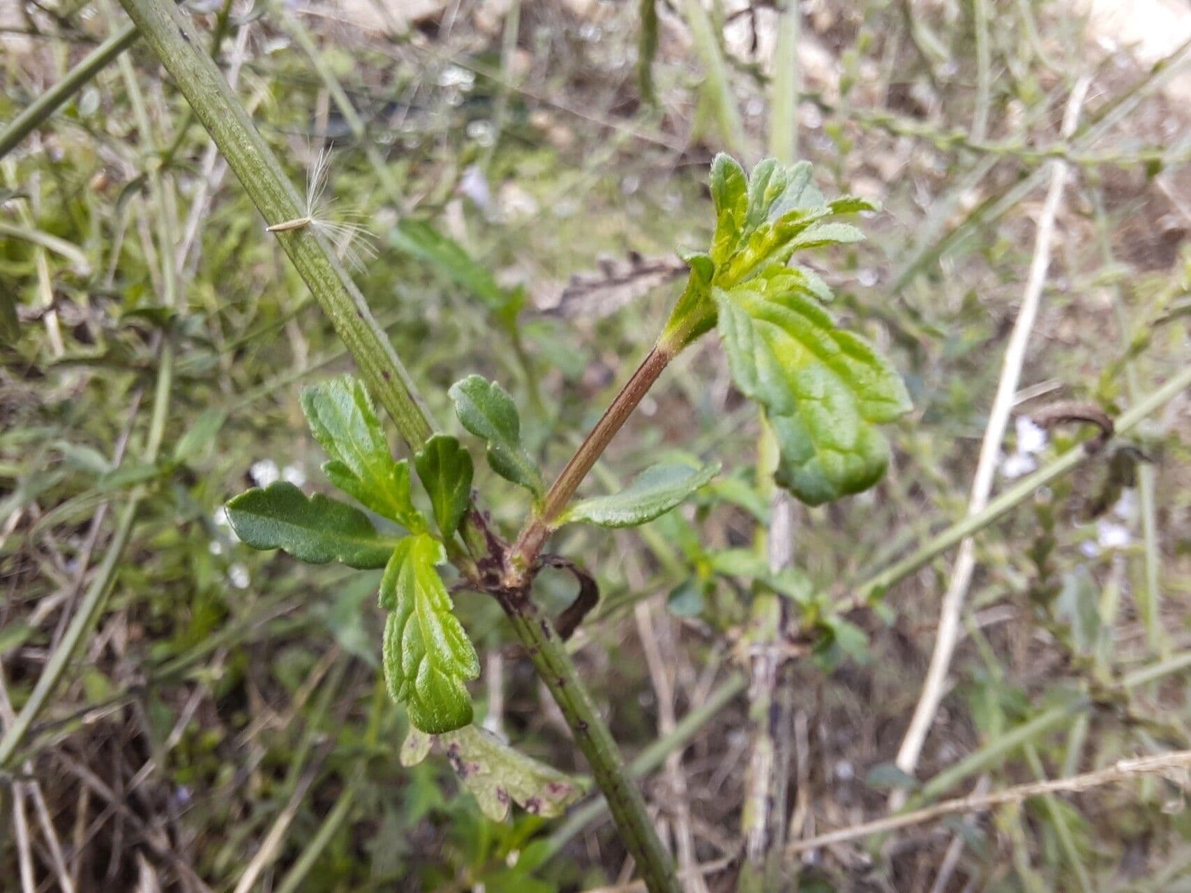 Verbena litorale 14