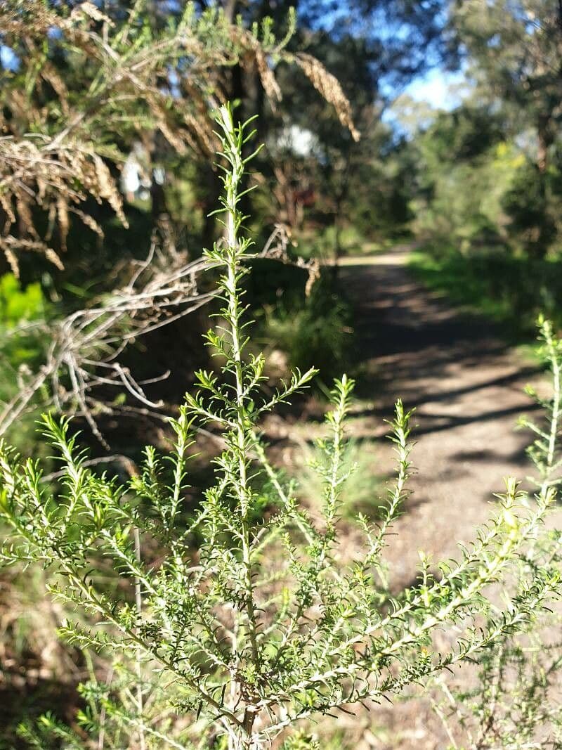 Cassinia