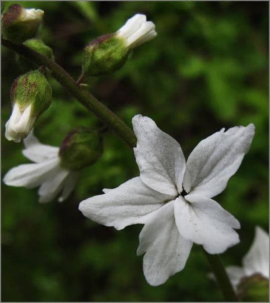 Lithophragma 4