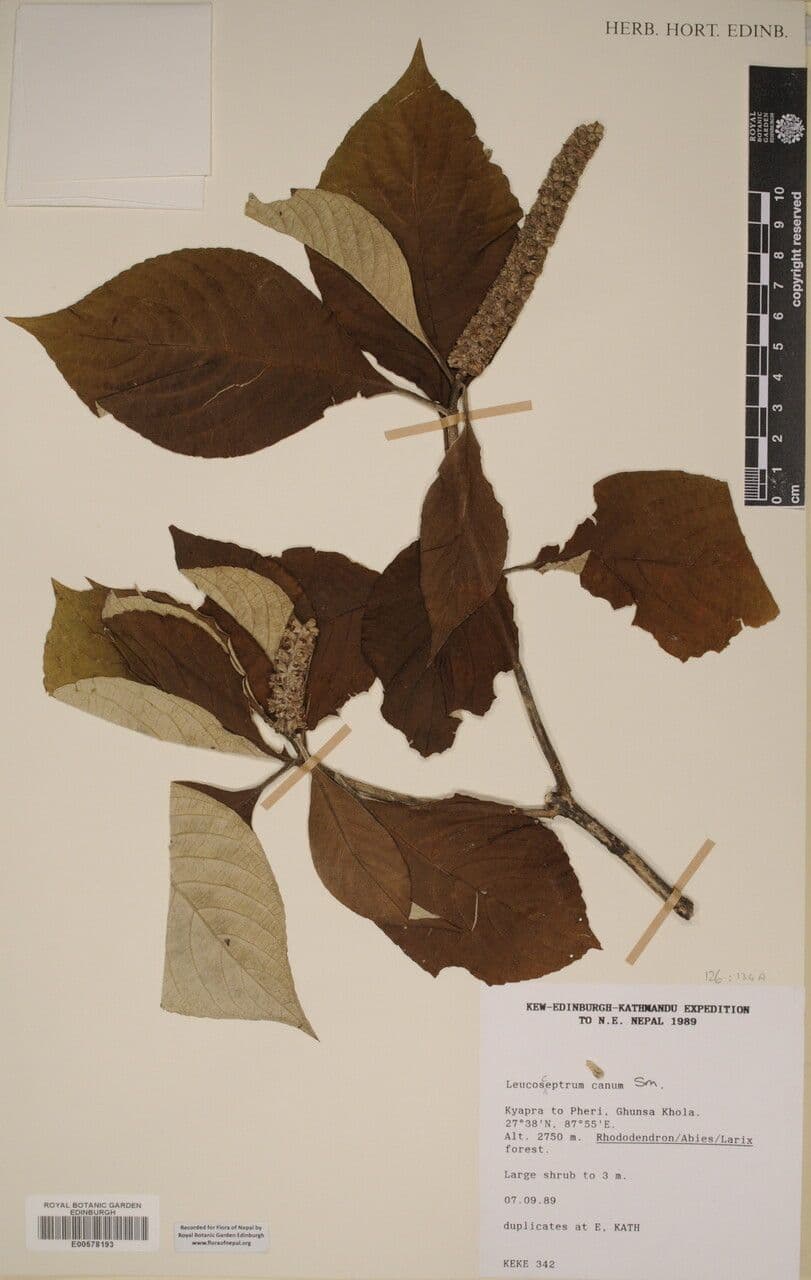 Leucosceptrum sivé 5