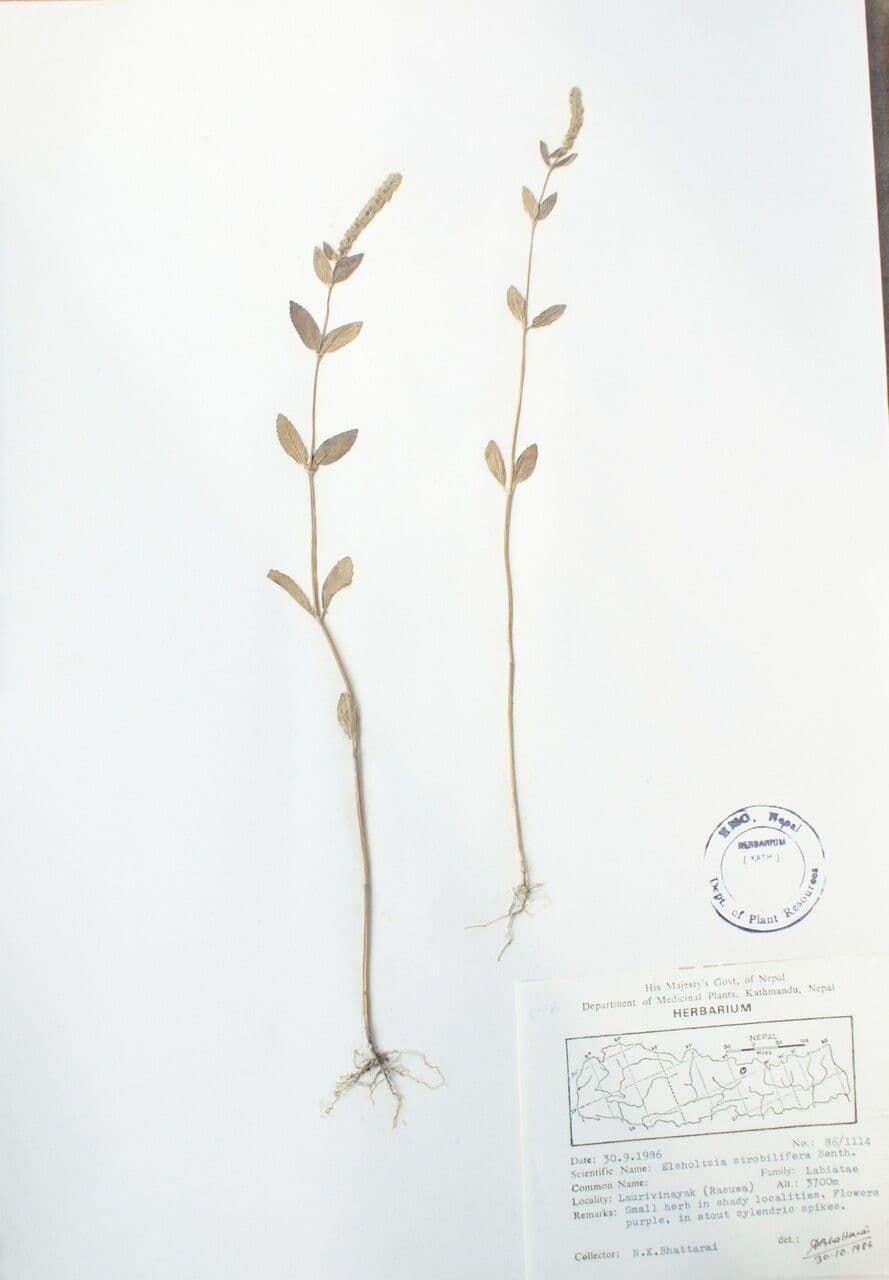 Elsholtzia
