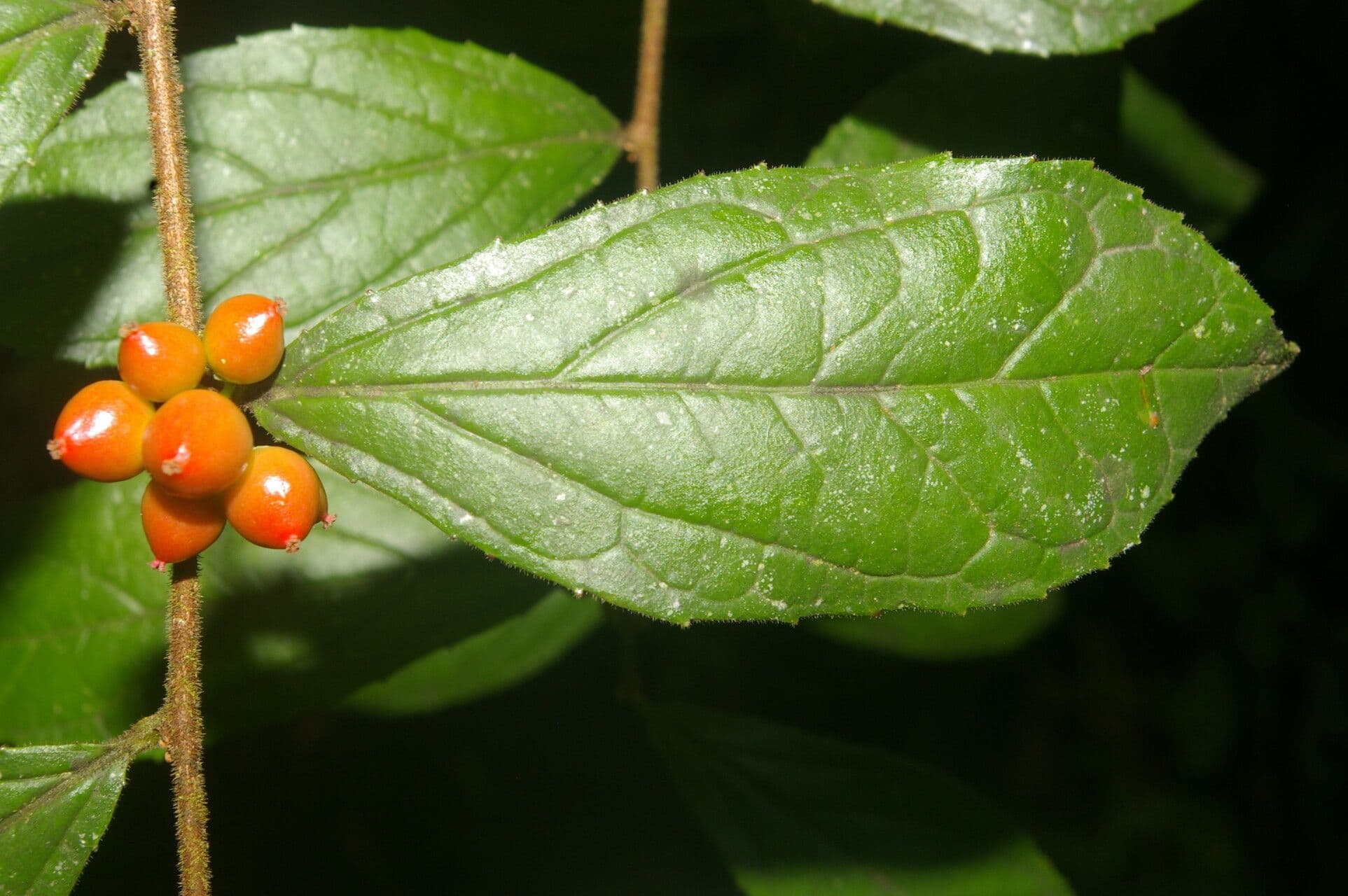 Xylosma 3