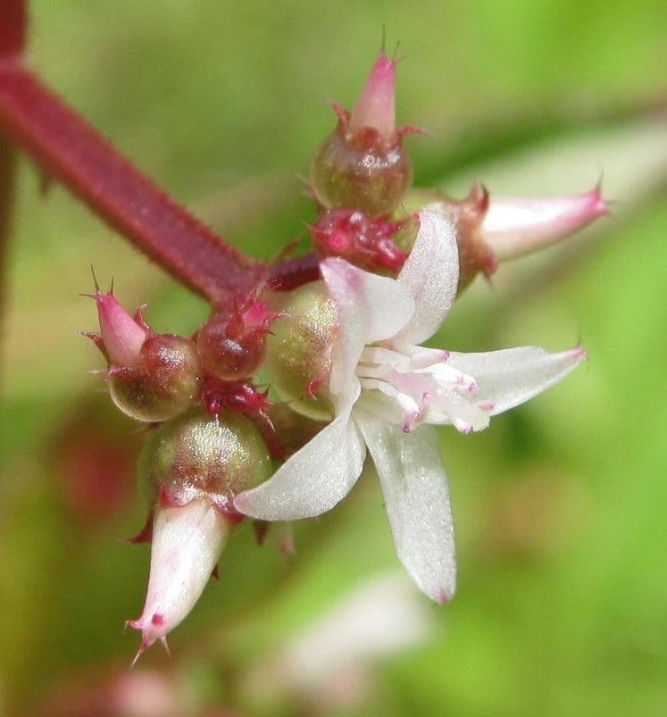 Aciotis purpurascens 5
