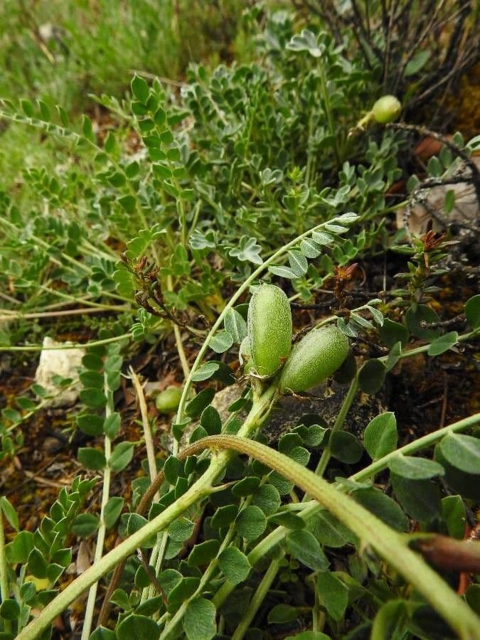 Graublauer Tragant 4