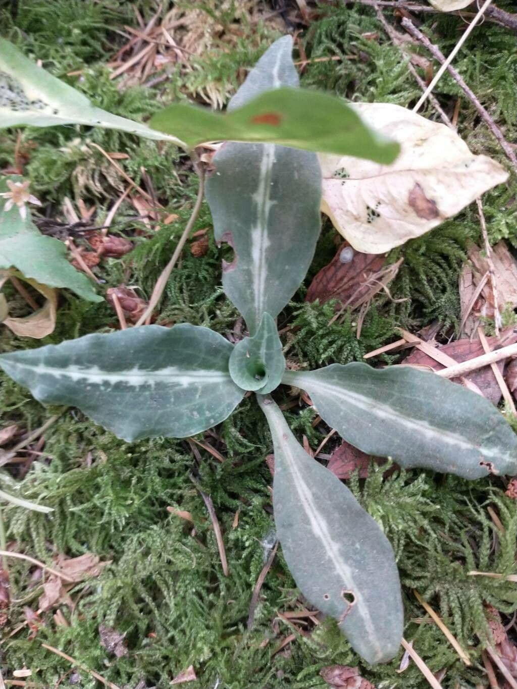 Goodyera oblongifolia 18