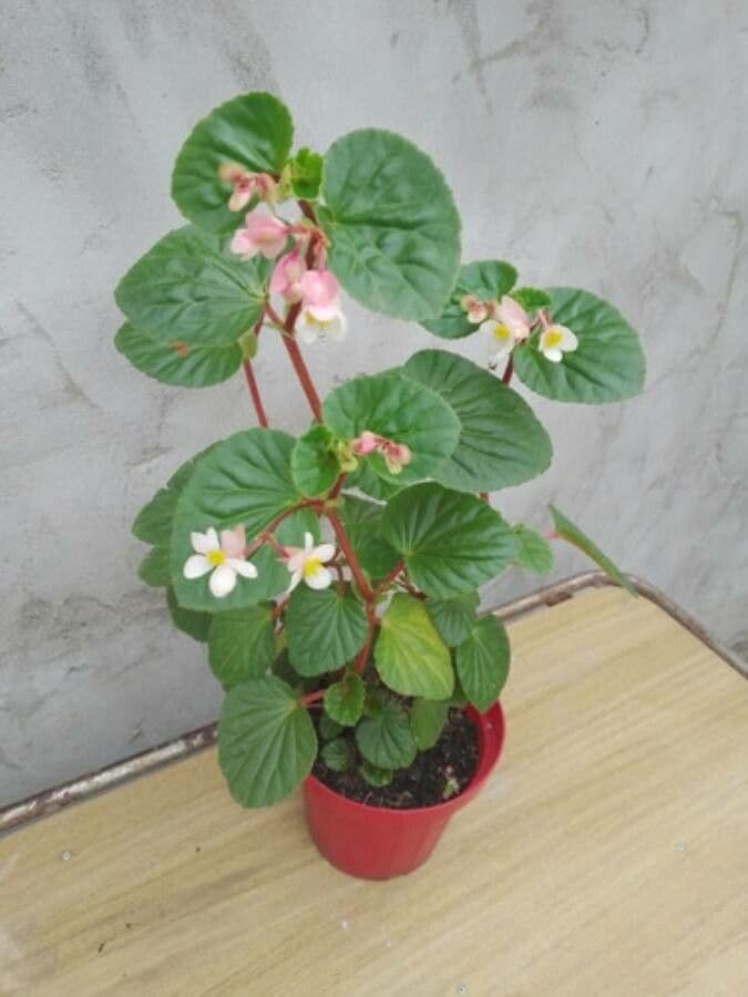 Begonia 13