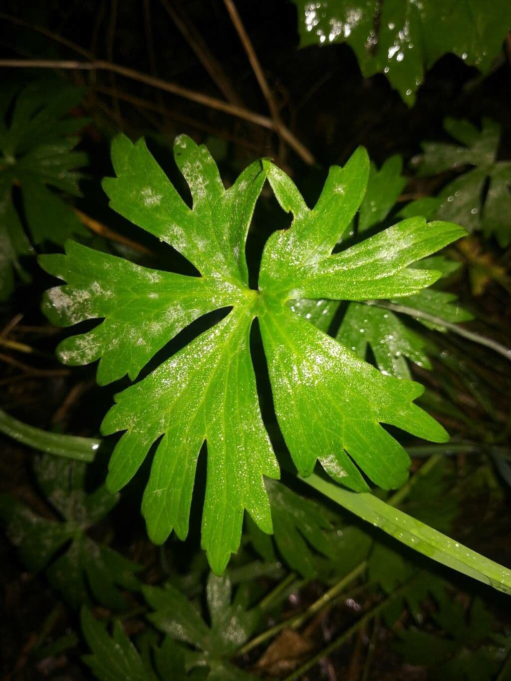 Ranuncolo 11