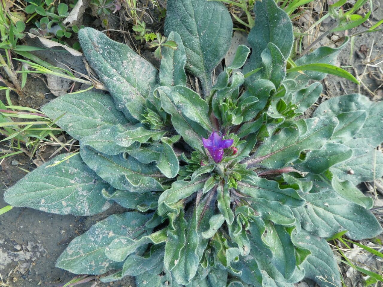 Flor morada 24