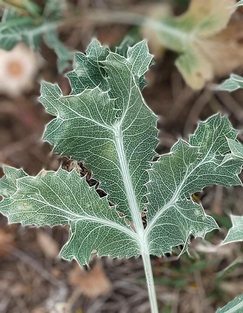 Panicaut champêtre 17