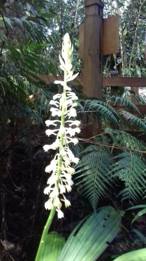 Calanthe di Balansa 5