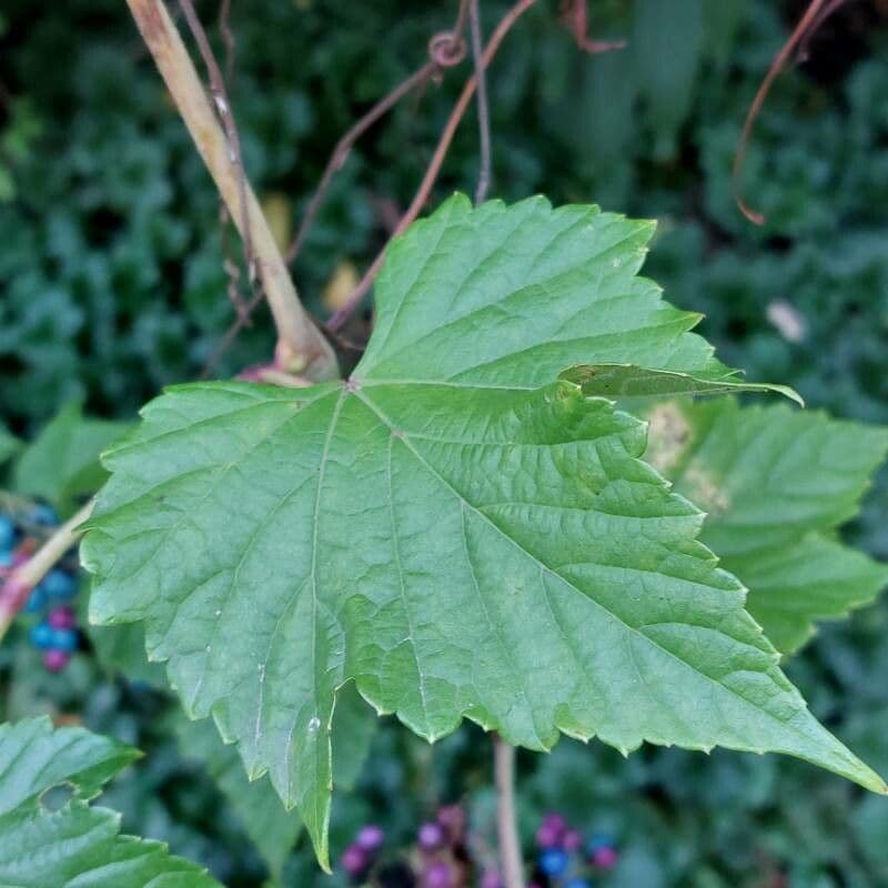 Ampelopsis glandulosa 11