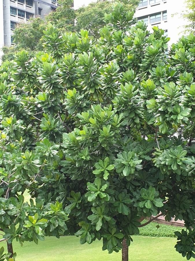 Barringtonia 17