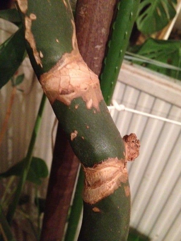 Monstera lahodná 21
