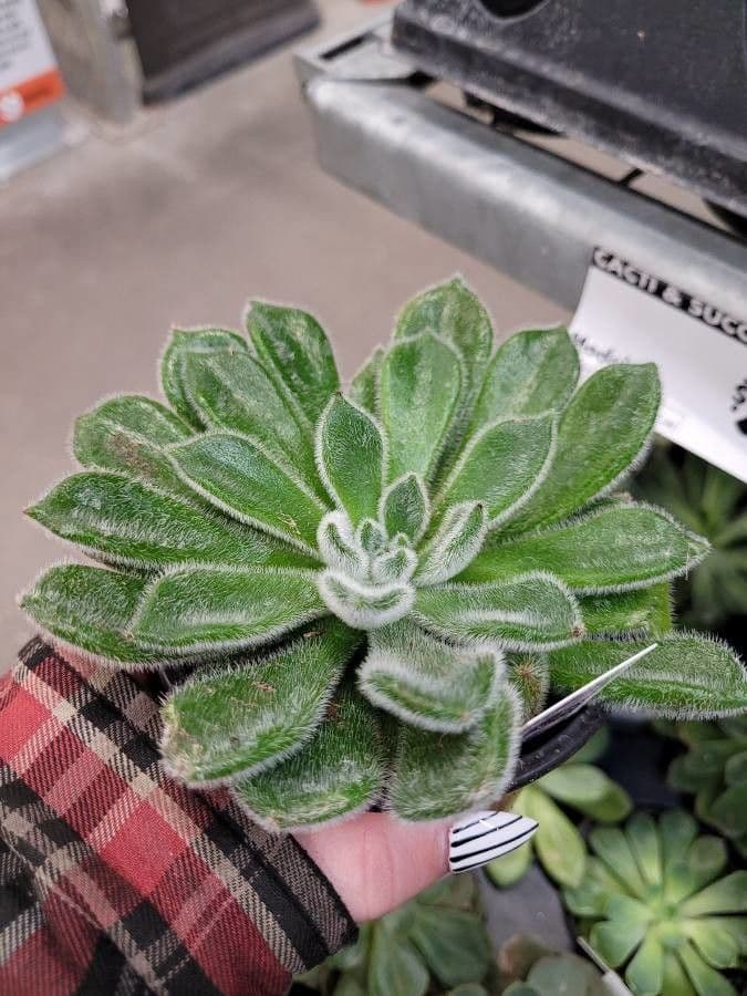 Echeveria 11
