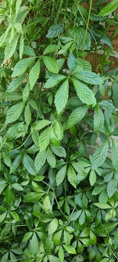 Gynostemma pentaphyllum 15