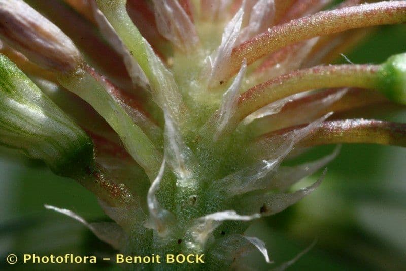 Trifoglio 21