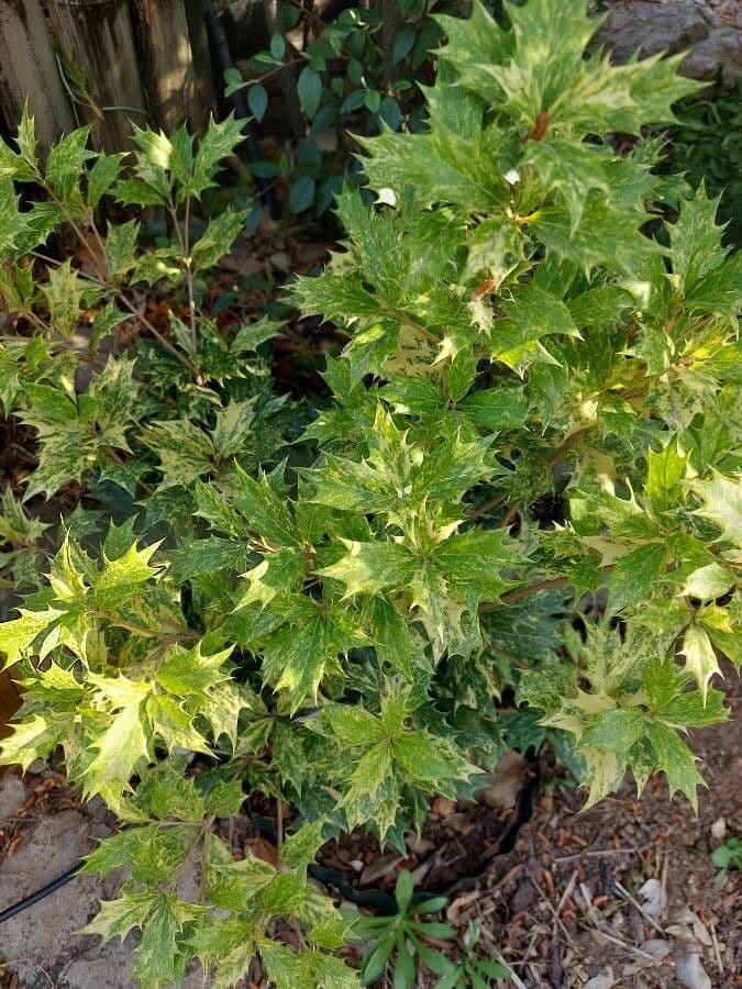 Buntlaub-Duftblume 4