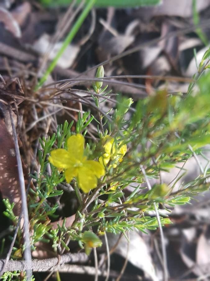 Cistus 12