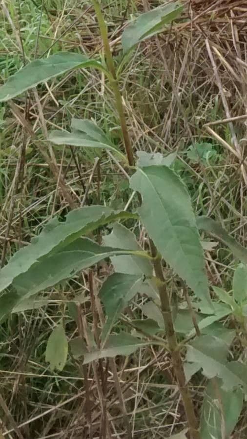 Topinambur 16