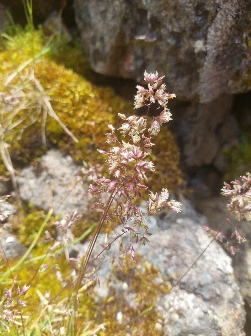 Alpen-Rispe 17
