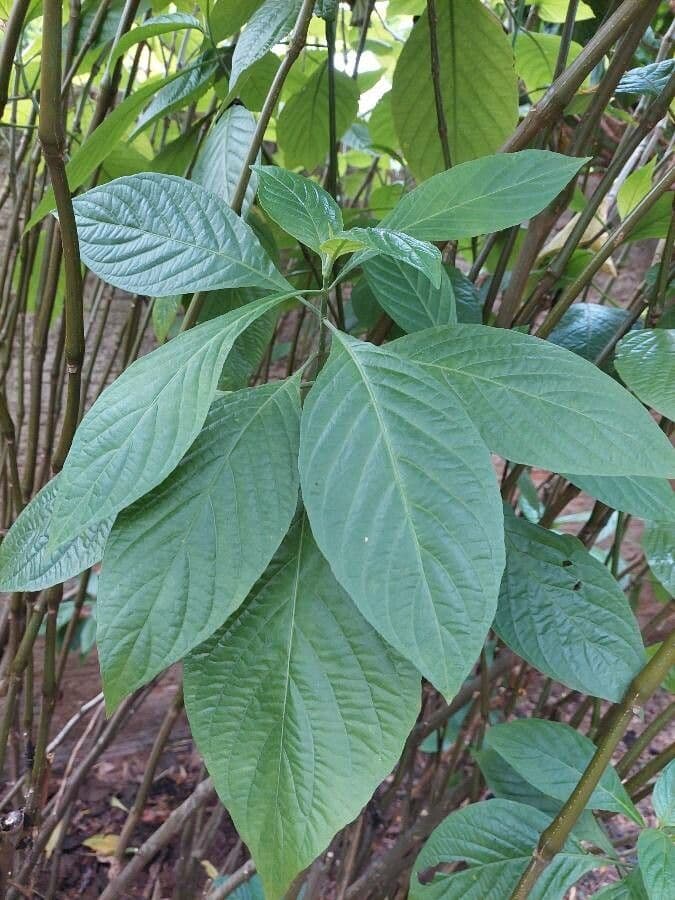Giustizia dorata 11